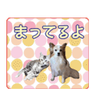 はんちゃん＆こっちゃん仲良しスタンプ（個別スタンプ：3）
