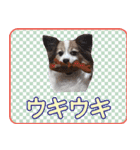 はんちゃん＆こっちゃん仲良しスタンプ（個別スタンプ：4）