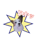 はんちゃん＆こっちゃん仲良しスタンプ（個別スタンプ：7）