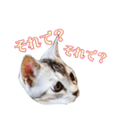 はんちゃん＆こっちゃん仲良しスタンプ（個別スタンプ：8）