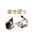 はんちゃん＆こっちゃん仲良しスタンプ（個別スタンプ：10）