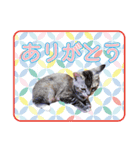 はんちゃん＆こっちゃん仲良しスタンプ（個別スタンプ：12）