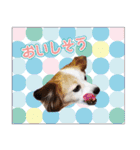 はんちゃん＆こっちゃん仲良しスタンプ（個別スタンプ：15）