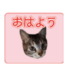 はんちゃん＆こっちゃん仲良しスタンプ（個別スタンプ：16）