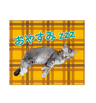 はんちゃん＆こっちゃん仲良しスタンプ（個別スタンプ：17）