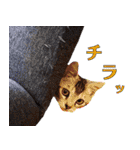 はんちゃん＆こっちゃん仲良しスタンプ（個別スタンプ：22）