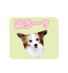 はんちゃん＆こっちゃん仲良しスタンプ（個別スタンプ：24）