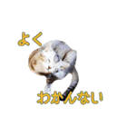 はんちゃん＆こっちゃん仲良しスタンプ（個別スタンプ：27）