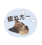 はんちゃん＆こっちゃん仲良しスタンプ（個別スタンプ：35）