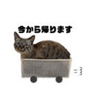 グレイミルキー（個別スタンプ：4）