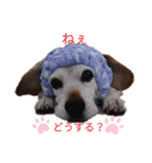 ろんちゃんず.3（個別スタンプ：1）