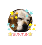 ろんちゃんず.3（個別スタンプ：6）