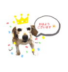 ろんちゃんず.3（個別スタンプ：7）