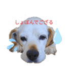 ろんちゃんず.3（個別スタンプ：9）