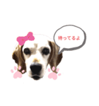 ろんちゃんず.3（個別スタンプ：14）
