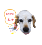 ろんちゃんず.3（個別スタンプ：16）