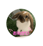 うさぎのちょこたん（個別スタンプ：4）