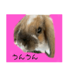 うさぎのちょこたん（個別スタンプ：6）