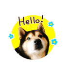 黒柴りゅうの日常（個別スタンプ：1）