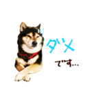 黒柴りゅうの日常（個別スタンプ：3）
