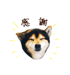 黒柴りゅうの日常（個別スタンプ：4）