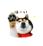 黒柴りゅうの日常（個別スタンプ：5）
