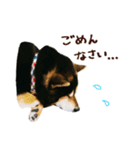 黒柴りゅうの日常（個別スタンプ：6）