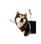 黒柴りゅうの日常（個別スタンプ：8）