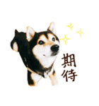 黒柴りゅうの日常（個別スタンプ：9）