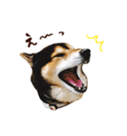 黒柴りゅうの日常（個別スタンプ：10）