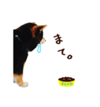 黒柴りゅうの日常（個別スタンプ：13）