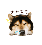 黒柴りゅうの日常（個別スタンプ：14）