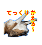 北の国のこうめさん（北海道弁）（個別スタンプ：3）
