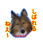 北の国のこうめさん（北海道弁）（個別スタンプ：5）