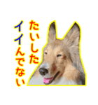 北の国のこうめさん（北海道弁）（個別スタンプ：9）