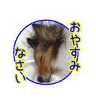 北の国のこうめさん（北海道弁）（個別スタンプ：12）