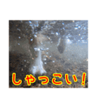 北の国のこうめさん（北海道弁）（個別スタンプ：15）