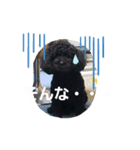 わんこの響輝くん ②（個別スタンプ：6）