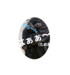 わんこの響輝くん ②（個別スタンプ：8）