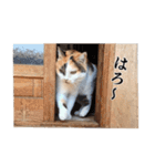 三毛猫ちゃの＆クロノ（個別スタンプ：2）