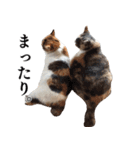 三毛猫ちゃの＆クロノ（個別スタンプ：29）