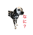 ダルメシアンのRAIN（個別スタンプ：3）