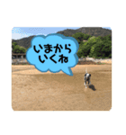 ダルメシアンのRAIN（個別スタンプ：12）