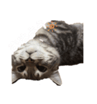 猫のまめたくん（個別スタンプ：1）