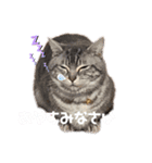 猫のまめたくん（個別スタンプ：2）