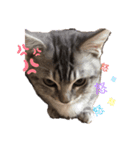 猫のまめたくん（個別スタンプ：3）