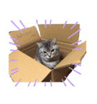 猫のまめたくん（個別スタンプ：6）