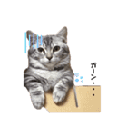 猫のまめたくん（個別スタンプ：7）