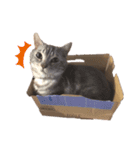 猫のまめたくん（個別スタンプ：8）
