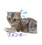 猫のまめたくん（個別スタンプ：11）